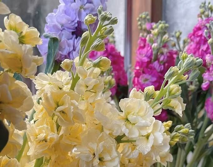 Các loài hoa ngày tết đẹp nhưng có độc