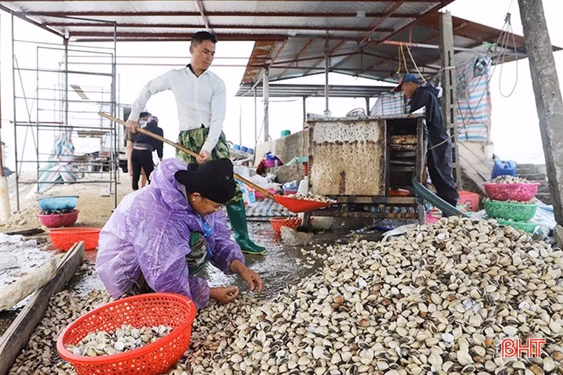 Hà Tĩnh nuôi nhuyễn thể cho giá trị sản xuất hơn 53 tỷ đồng