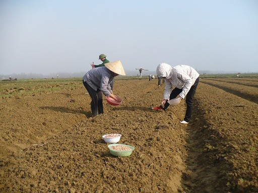 Tranh thủ gieo trỉa lạc xuân trước Tết sẽ giảm áp lực thời vụ Tranh thủ gieo trỉa lạc xuân trước Tết sẽ giảm áp lực thời vụ