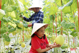 Mướt mắt với vườn dưa lê vàng đối sánh trên đất Thành Sen