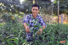 Hàng vạn cây hoa ly chớm nụ chờ tết ở Nghi Xuân