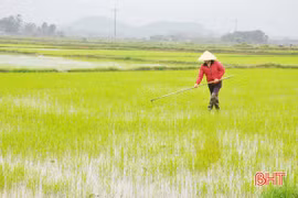 Chi hội trưởng sản xuất gần 1,4 mẫu lúa: “Mình phải cố gắng làm kinh tế giỏi thì người dân mới nghe”