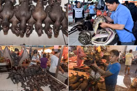 Khu chợ bán thịt dơi, rắn đáng sợ nhất Indonesia