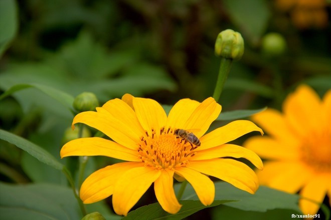 kham pha 5 mua hoa dep khap ca nuoc trong cuoi thang 11