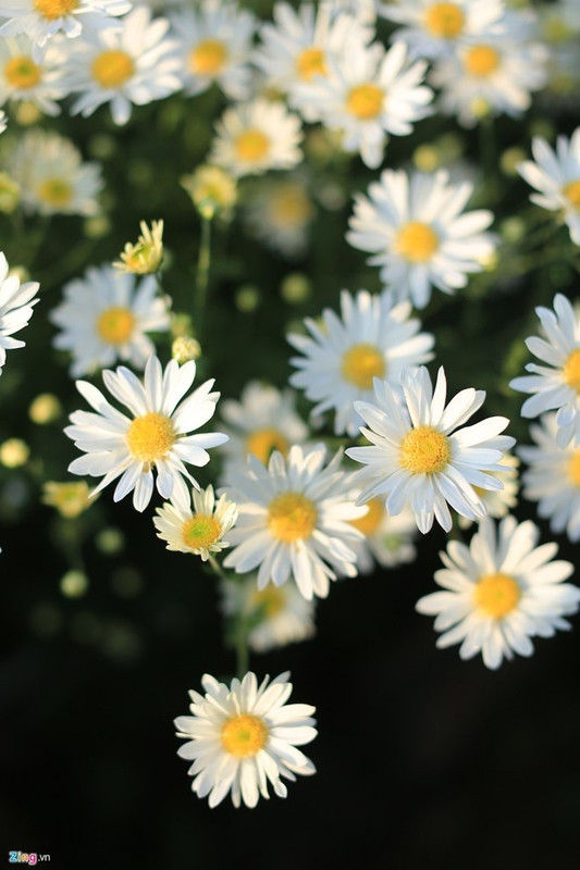 kham pha 5 mua hoa dep khap ca nuoc trong cuoi thang 11