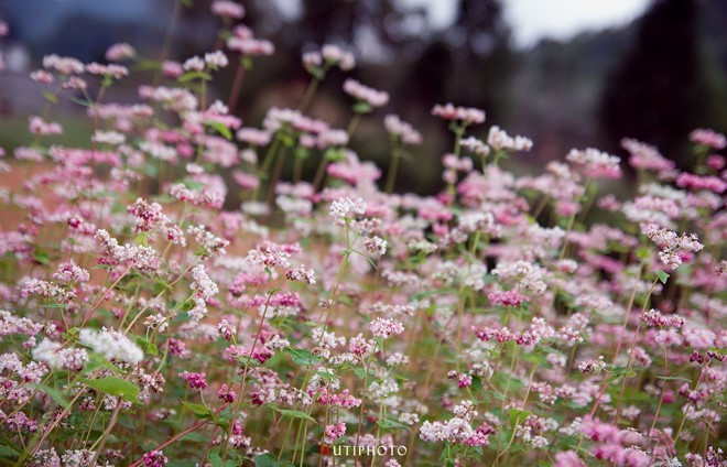 kham pha 5 mua hoa dep khap ca nuoc trong cuoi thang 11