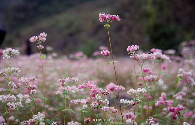 kham pha 5 mua hoa dep khap ca nuoc trong cuoi thang 11