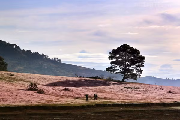 canh dong tuyet hong nen den mot lan o da lat