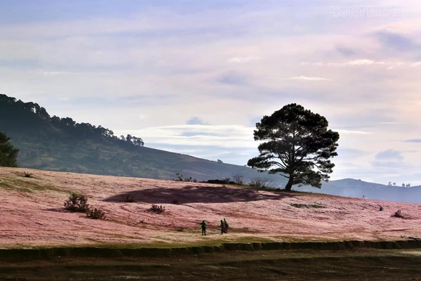 canh dong tuyet hong nen den mot lan o da lat