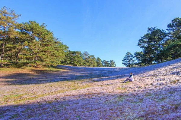 canh dong tuyet hong nen den mot lan o da lat