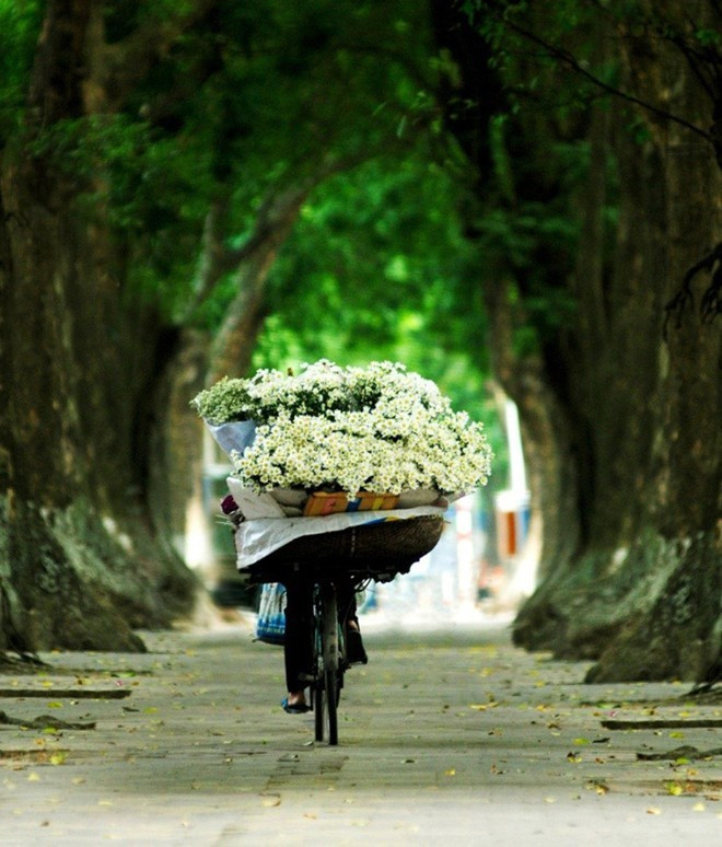 kham pha 5 mua hoa dep khap ca nuoc trong cuoi thang 11