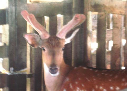 Hương Sơn phấn đấu đến cuối năm 2013 nâng tổng đàn hươu lên 31 ngàn con