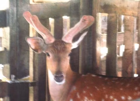 Hương Sơn phấn đấu đến cuối năm 2013 nâng tổng đàn hươu lên 31 ngàn con