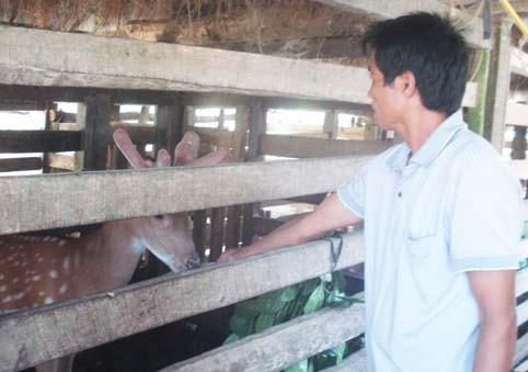 Gia đình anh Lê Xuân Long ở xóm Minh Thủy, xã Sơn Thủy xây dựng mô hình chăn nuôi hươu từ nguồn vốn vay hỗ trợ lãi suất.