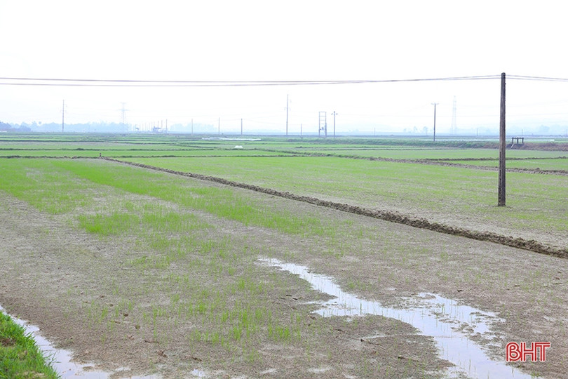 Hà Tĩnh đảm bảo thời vụ gieo cấy lúa xuân, chủ động phòng trừ sâu bệnh gây hại ảnh 1 Hà Tĩnh đảm bảo thời vụ gieo cấy lúa xuân, chủ động phòng trừ sâu bệnh gây hại