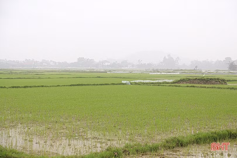 Hà Tĩnh đảm bảo thời vụ gieo cấy lúa xuân, chủ động phòng trừ sâu bệnh gây hại
