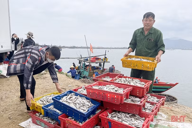 Liên tiếp gặp luồng cá đù, ngư dân Cẩm Xuyên thu hoạch khá