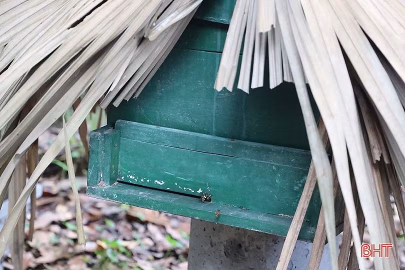 Nông dân Can Lộc nâng cao thu nhập từ nghề nuôi ong lấy mật