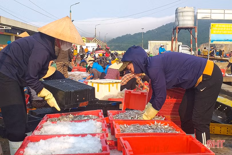 Ngư dân Hà Tĩnh trúng đậm cá cơm, cá đù, thu tiền triệu mỗi chuyến ra khơi