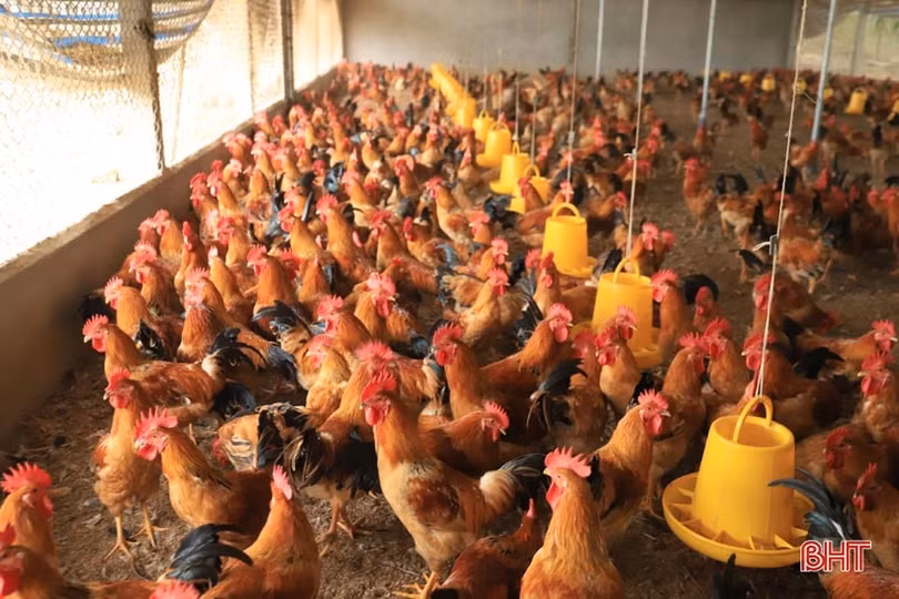 Bỏ phố về quê, vợ chồng kỹ sư trẻ biến đất hoang thành trang trại tiền tỷ