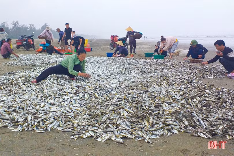 Ngư dân Hà Tĩnh trúng đậm cá cơm, cá đù, thu tiền triệu mỗi chuyến ra khơi