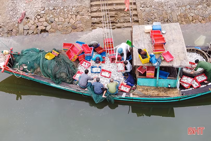 Liên tiếp gặp luồng cá đù, ngư dân Cẩm Xuyên thu hoạch khá