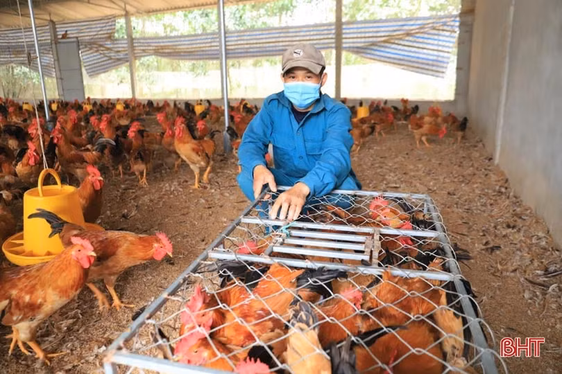 Bỏ phố về quê, vợ chồng kỹ sư trẻ biến đất hoang thành trang trại tiền tỷ