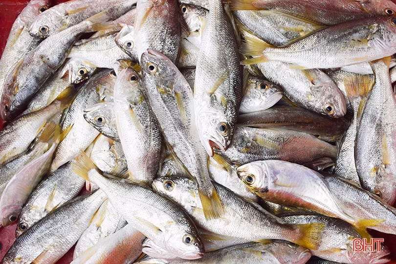 Liên tiếp gặp luồng cá đù, ngư dân Cẩm Xuyên thu hoạch khá