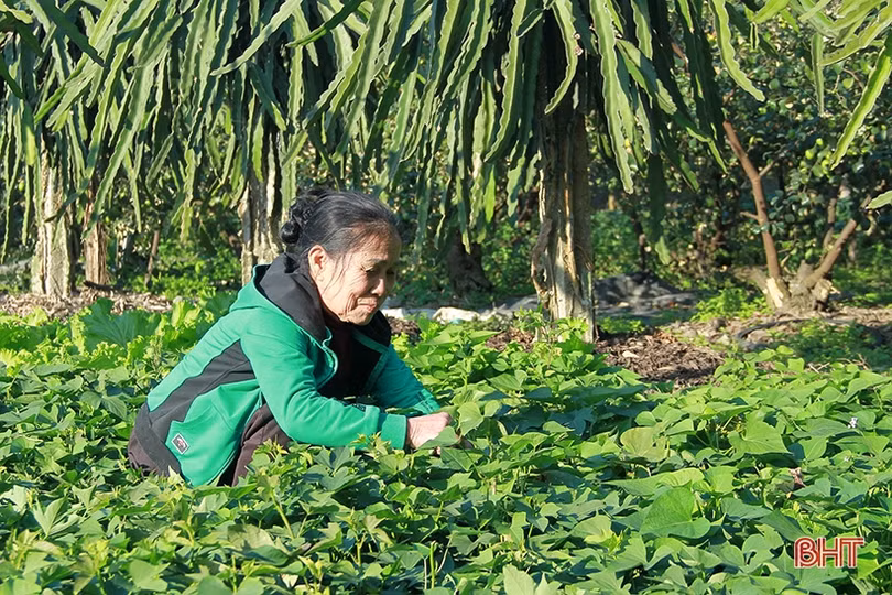 Người thương binh điển hình trong xây dựng vườn mẫu ở Nghi Xuân