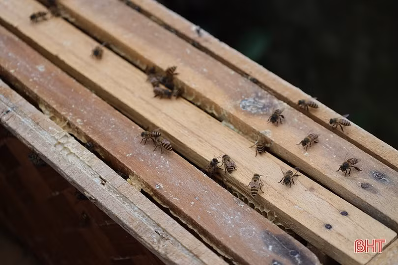 Nông dân Can Lộc nâng cao thu nhập từ nghề nuôi ong lấy mật