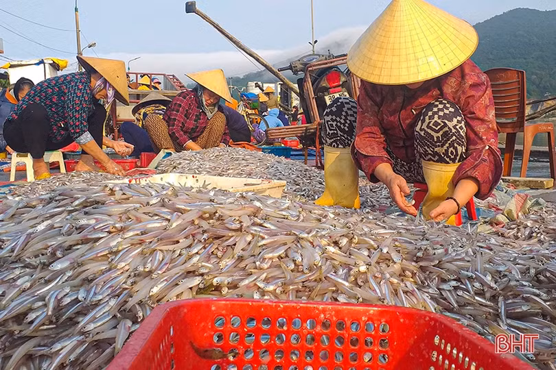 Ngư dân Hà Tĩnh trúng đậm cá cơm, cá đù, thu tiền triệu mỗi chuyến ra khơi