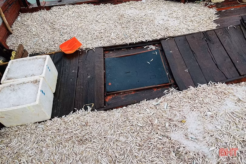 Ngư dân Hà Tĩnh trúng đậm cá cơm, cá đù, thu tiền triệu mỗi chuyến ra khơi