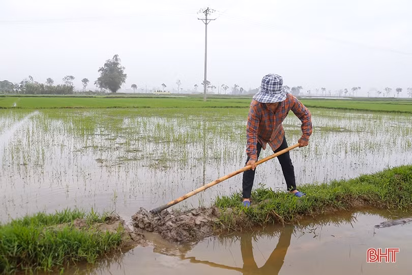 Hà Tĩnh đảm bảo thời vụ gieo cấy lúa xuân, chủ động phòng trừ sâu bệnh gây hại