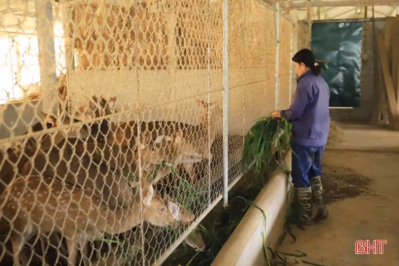 Bỏ phố về quê, vợ chồng kỹ sư trẻ biến đất hoang thành trang trại tiền tỷ