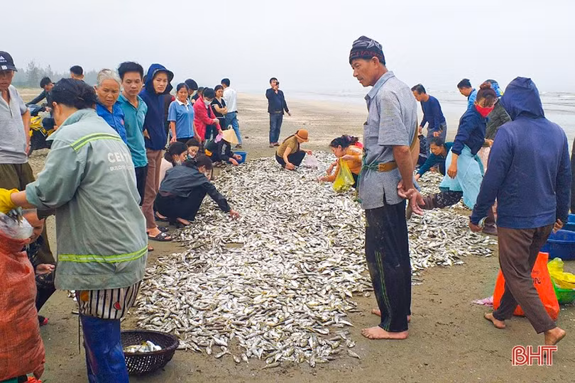 Ngư dân Hà Tĩnh trúng đậm cá cơm, cá đù, thu tiền triệu mỗi chuyến ra khơi