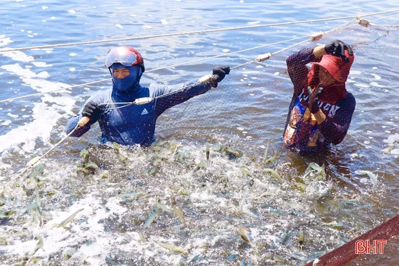 Người nuôi trồng Hà Tĩnh thu 5.800 tấn tôm thương phẩm