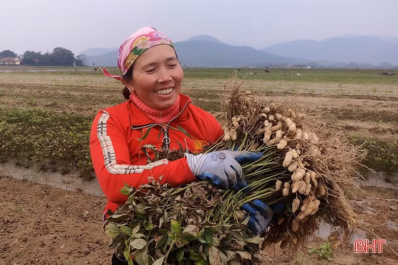 Nông dân Nghi Xuân “vượt rét” thu hoạch lạc thu đông