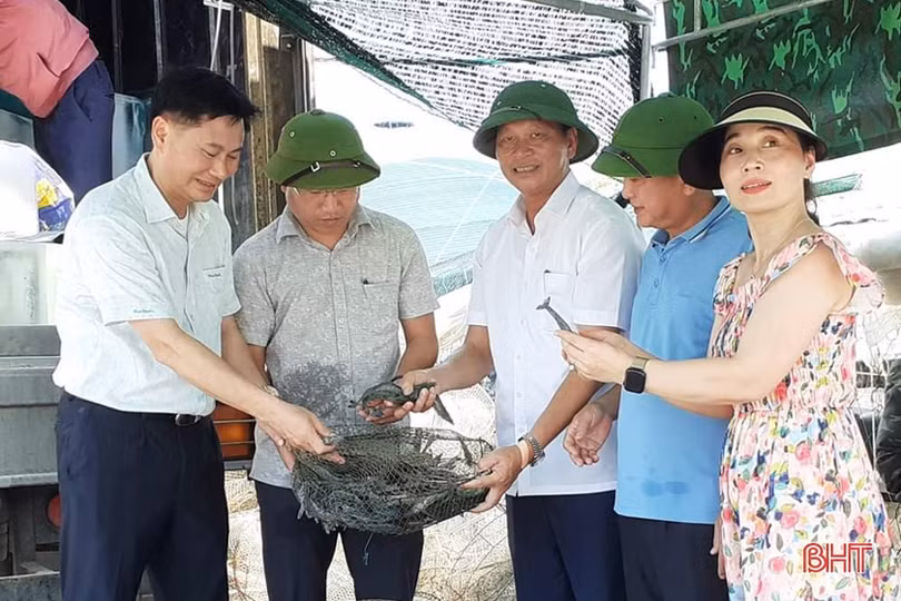 Người nuôi trồng Hà Tĩnh thu 5.800 tấn tôm thương phẩm