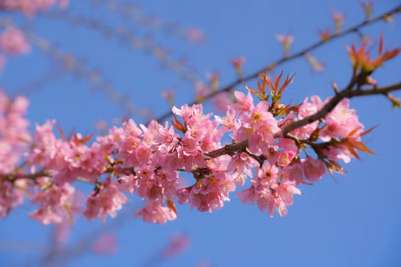 Mai anh đào bung nở rực rỡ ở Sa Pa