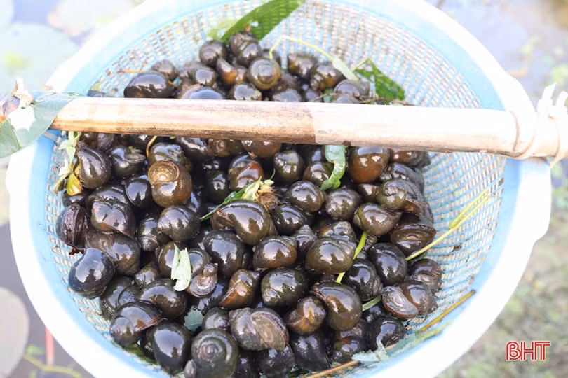 Nông dân huyện miền núi Hương Sơn chia sẻ kinh nghiệm nuôi ốc bươu đen