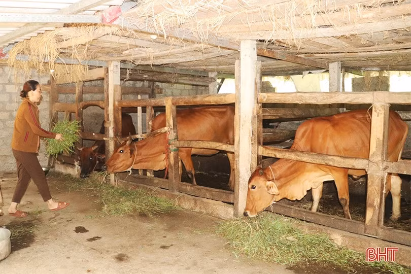 Người dân miền núi Vũ Quang lo giữ ấm cho đàn vật nuôi