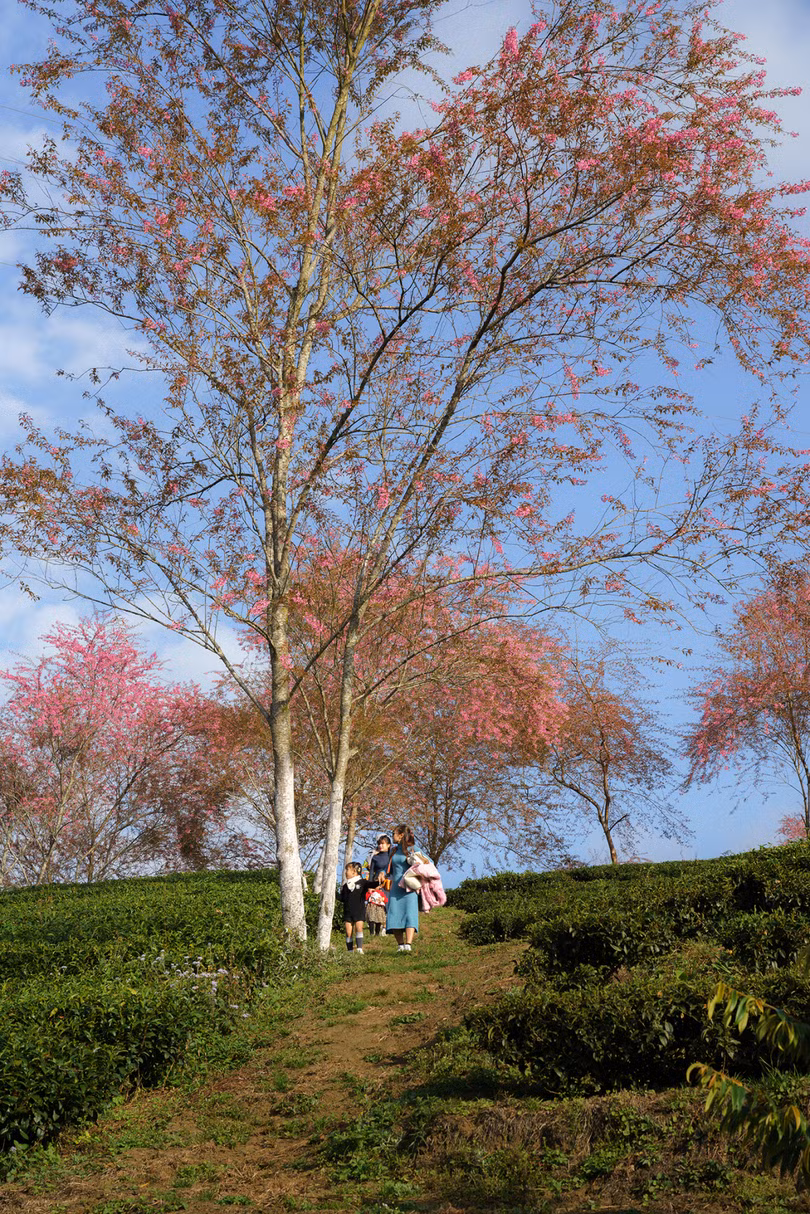 Mai anh đào bung nở rực rỡ ở Sa Pa