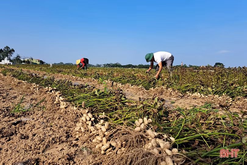 Nông dân Nghi Xuân “vượt rét” thu hoạch lạc thu đông