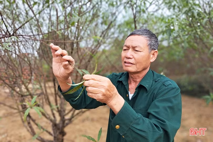 Người trồng đào phai Cổ Đạm tất bật vào vụ tết