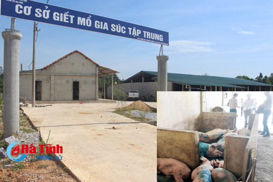 video phat hien tieu huy 12 con gia suc bi benh trong lo mo tap trung