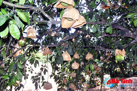 ha tinh 1 cay buoi dac san phuc trach cho gan 500 qua
