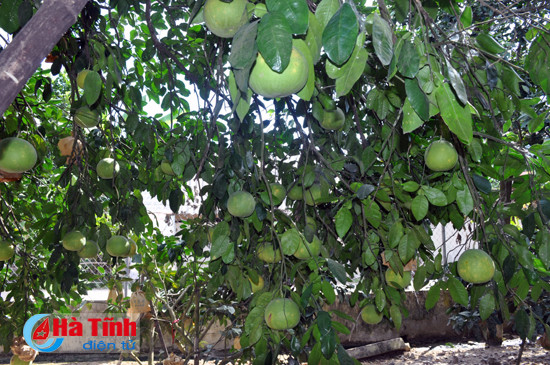 ha tinh 1 cay buoi dac san phuc trach cho gan 500 qua