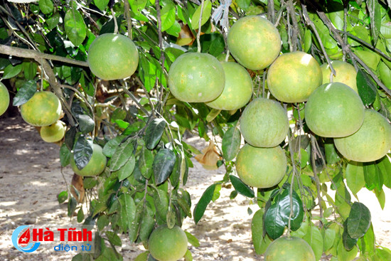 ha tinh 1 cay buoi dac san phuc trach cho gan 500 qua