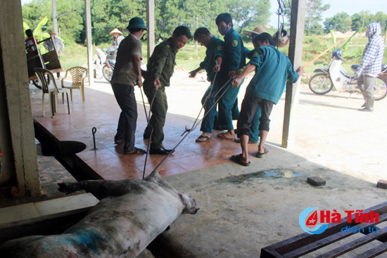 video phat hien tieu huy 12 con gia suc bi benh trong lo mo tap trung