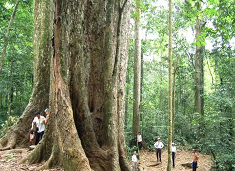 Cây Chò nghìn tuổi trong Vường quốc gia Cúc Phương